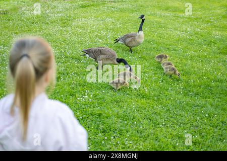 Kinder beobachten mit Interesse Goslings Canada Gans, Brant canadian auf grüner Wiese mit Eltern, fürsorgliche Natur und fürsorgliche Tiere Stockfoto