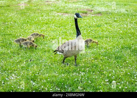 Gosings Canada Gans, Brant canadian auf grüner Wiese mit Eltern im Waldgebiet, Familie umringte Wasservögel in natürlichem Lebensraum, Vogelwanderung im Gegenzug Stockfoto