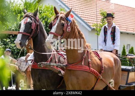 Osijek, Kroatien. Mai 2024. Mann auf einem Pferdewagen nehmen an der Prozession während der Veranstaltung „Straßen unseres Dorfes“ Teil, die vom Pferdezuchtverband „Baranjac“ am 26. Mai 2026 im Dorf Jagodnjak in der Nähe von Osijek, Kroatien, organisiert wurde. Foto: Davor Javorovic/PIXSELL Credit: Pixsell/Alamy Live News Stockfoto