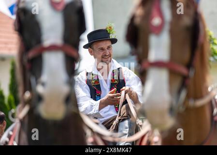 Osijek, Kroatien. Mai 2024. Männer auf einem Pferdewagen nehmen an der Prozession während der Veranstaltung „Straßen unseres Dorfes“ Teil, die vom Pferdezuchtverband „Baranjac“ am 26. Mai 2026 im Dorf Jagodnjak in der Nähe von Osijek, Kroatien, organisiert wurde. Foto: Davor Javorovic/PIXSELL Credit: Pixsell/Alamy Live News Stockfoto