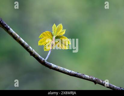 Acer pseudoplatanus ist eine Laubbaumarte Stockfoto