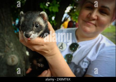 Warschau, Mazowiecka, Polen. Mai 2024. Eine Frau hält ein Frettchen zum Warschauer Tiertag hoch. Der jährlich stattfindende Warschauer Tiertag bietet den Menschen Ratschläge zur Pflege von Haustieren und zur Adoption. (Kreditbild: © Jaap Arriens/ZUMA Press Wire) NUR REDAKTIONELLE VERWENDUNG! Nicht für kommerzielle ZWECKE! Stockfoto