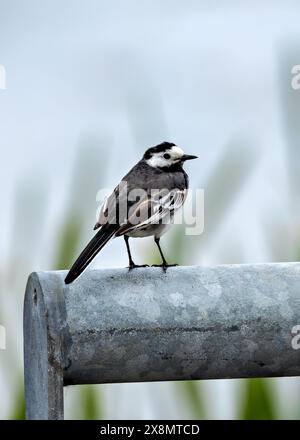 Der Rattenschwanz, bekannt für sein unverwechselbares schwarz-weißes Gefieder, ernährt sich von Insekten. Dieses Foto zeigt seine lebhafte Präsenz in Dublin, Irland. Stockfoto