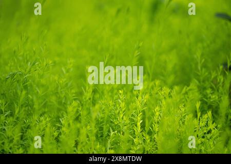 Verschwommener Natur-grüner Frühlings- und Sommer-Bokeh-Hintergrund. Stockfoto
