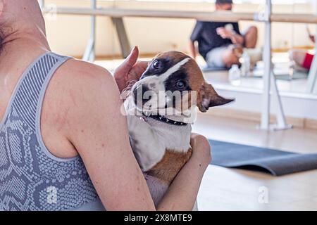 Mädchen, das Yoga mit kleinen glücklichen Jack Russell Terrier Welpen macht. Gesunder Lebensstil und Meditation Stockfoto