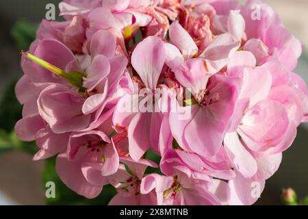 Nahaufnahme einer leuchtenden rosafarbenen Geranenblume in voller Blüte Stockfoto