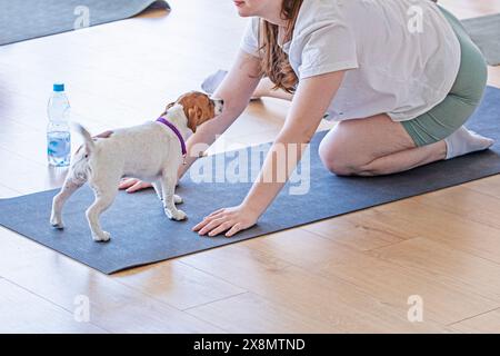 Glückliches Mädchen beim Yoga mit kleinen Jack Russell Terrier Welpen. Gesunder Lebensstil und Meditation Stockfoto