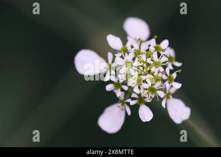 Scandix pecten-veneris, Shepherd's Needle Plant, Wildblume, essbares Kraut. Zarte Weiße Blumen, Mediterrane Flora, Kulinarische Zutaten Stockfoto