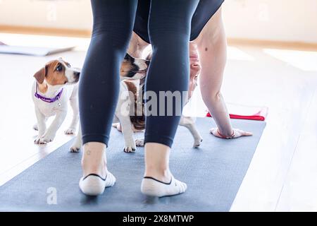 Glückliches Mädchen beim Yoga mit kleinen Jack Russell Terrier Welpen. Gesunder Lebensstil und Meditation Stockfoto