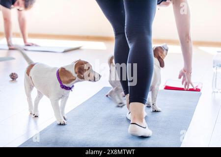 Glückliches Mädchen beim Yoga mit kleinen Jack Russell Terrier Welpen. Gesunder Lebensstil und Meditation Stockfoto