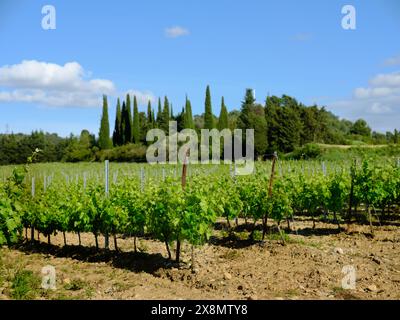 Weinberg - AUD, Südfrankreich Stockfoto