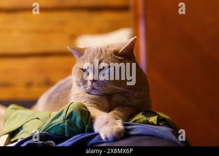 Britische Kurzhaarkatze auf einem lebendigen Nahaufnahme-Foto Stockfoto