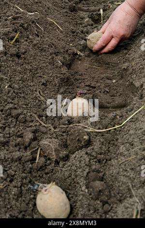 Eine Person pflanzt Kartoffeln in den Boden, nicht auf das Gras. Als natürliches Material kann eine Mischung aus Boden und Gestein aus der Landumgebung verwendet werden Stockfoto