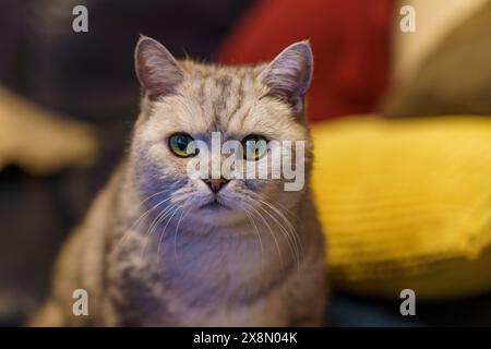 Britische Kurzhaarkatze auf einem lebendigen Nahaufnahme-Foto Stockfoto