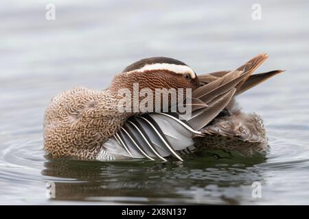 Nahaufnahme eines drake Garganey (Spatula querquedula) in Großbritannien Stockfoto