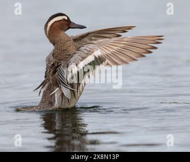 Nahaufnahme eines drake Garganey (Spatula querquedula) in Großbritannien Stockfoto