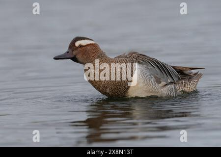 Nahaufnahme eines drake Garganey (Spatula querquedula) in Großbritannien Stockfoto