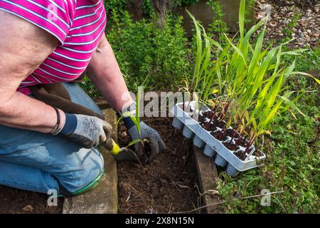 Frau pflanzt unglaublichen F1-Zuckermais in ihrem Kleingarten oder Gemüsegarten aus. Stockfoto