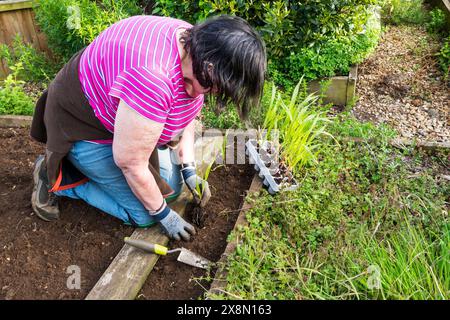 Frau pflanzt unglaublichen F1-Zuckermais in ihrem Kleingarten oder Gemüsegarten aus. Stockfoto