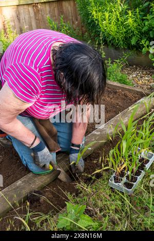 Frau pflanzt unglaublichen F1-Zuckermais in ihrem Kleingarten oder Gemüsegarten aus. Stockfoto