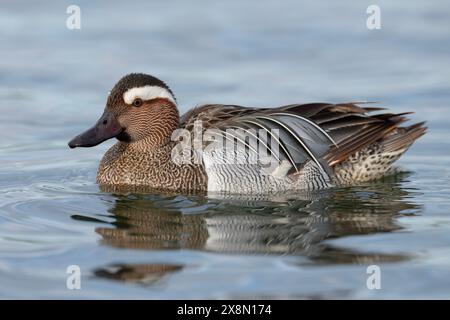 Nahaufnahme eines drake Garganey (Spatula querquedula) in Großbritannien Stockfoto