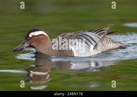 Nahaufnahme eines drake Garganey (Spatula querquedula) in Großbritannien Stockfoto