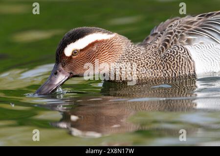 Nahaufnahme eines drake Garganey (Spatula querquedula) in Großbritannien Stockfoto