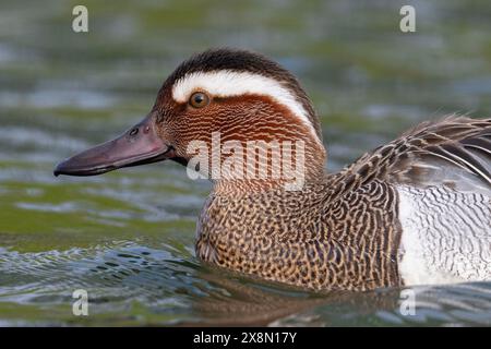 Nahaufnahme eines drake Garganey (Spatula querquedula) in Großbritannien Stockfoto