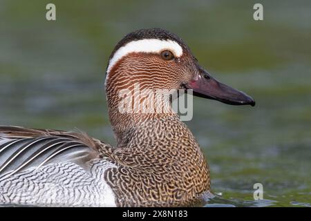 Nahaufnahme eines drake Garganey (Spatula querquedula) in Großbritannien Stockfoto