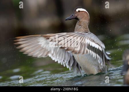 Nahaufnahme eines drake Garganey (Spatula querquedula) in Großbritannien Stockfoto