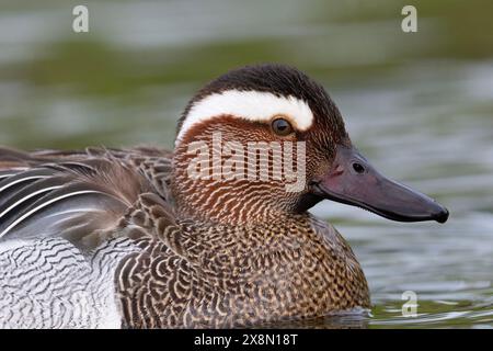 Nahaufnahme eines drake Garganey (Spatula querquedula) in Großbritannien Stockfoto