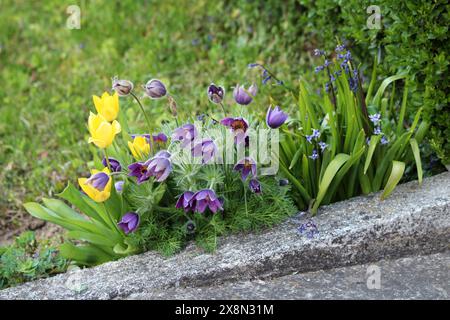 Pulsatilla vulgaris oder Pasque Flower oder Pasqueflower oder Europäische Pasqueflower oder gewöhnliche Pasqueflower oder Dänenblut krautige mehrjährige Blüte Stockfoto