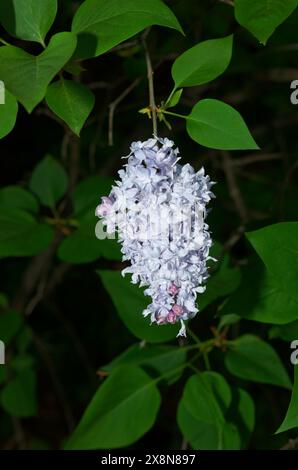 Flieder in Blüte auf einem Ast. Quebec, Kanada Stockfoto