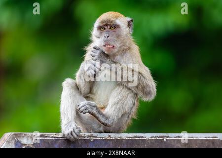 Langschwanzaffen, der auf einem Schild in den Batu-Höhlen in Kuala Lumpur, Malaysia sitzt Stockfoto