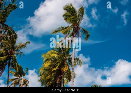 Kokospalmen, die im Wind unter blauem Himmel in tropischem Klima schweben Stockfoto