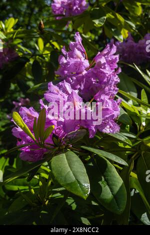 Nahaufnahme von leuchtenden violetten Rhododendronblüten mit komplizierten Mustern, umgeben von glänzend grünen Blättern, in Sonnenlicht getaucht. Stockfoto