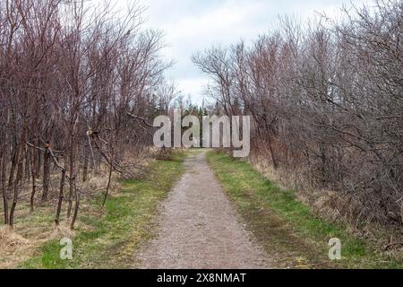 Wanderwege im Greenwich National Park in St. Peters Bay, Prince Edward Island, Kanada Stockfoto