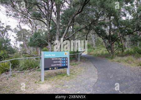 Chandler Walk zu den Chandler Falls neben den Wollombi Falls im Oxley Wild Rivers National Park, New South Wales, Australien Stockfoto