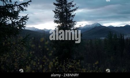 Grüne Bäume im Wald mit Nebel und Bergen. Clip. Herbstliche kalte Landschaft mit bewaldetem Tal. Stockfoto