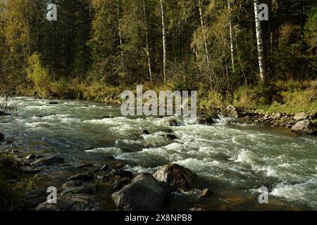 Steinbrecher an der Oberfläche eines stürmischen Flusses, der wie ein schneller Strom aus den Bergen durch einen dichten Herbstwald an einem bewölkten Tag fließt. I/O Stockfoto