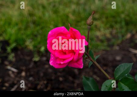 Eine rosa Freedom Rose, die im Garten wächst. Usa. Stockfoto