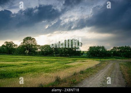 Dirt Road Durchquert Üppiges Grünes Feld Stockfoto