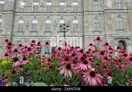 Echinacea und parlament - Quebec City, Kanada Stockfoto