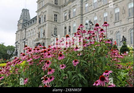 Echinacea Flowers and parliament - Quebec City, Kanada Stockfoto