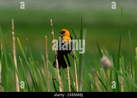 Der gelbköpfige Schwarzvogel (Xanthocephalus xanthocephalus) im Camas Prairie Centennial Marsh in Idaho. Stockfoto