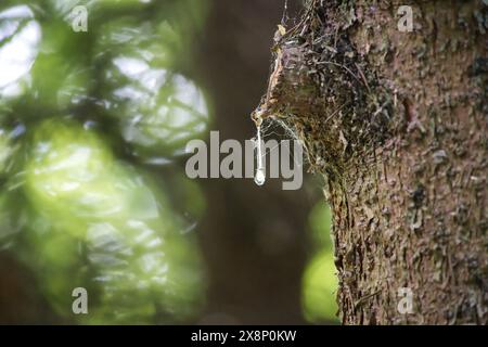 Detaillierte Makroaufnahme eines Baumstamms mit einem klaren Tropfen Harz, der natürlichen baumsaft in einer üppigen Waldlandschaft hervorhebt. Stockfoto