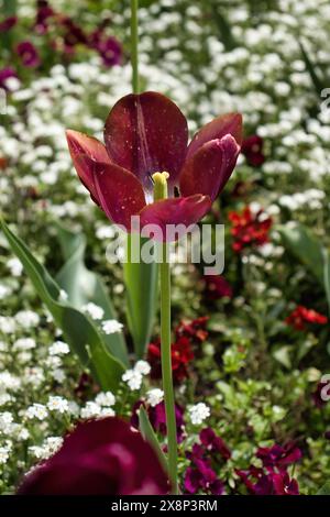 Rote Tulpe und weiße Vergissmeinnnots blühen in den Hermannshofgärten in Weinheim Stockfoto