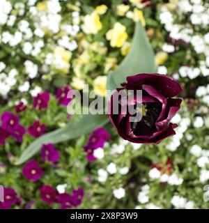 Spitze der violetten Tulpe im Hermannshofgarten in Weinheim Stockfoto