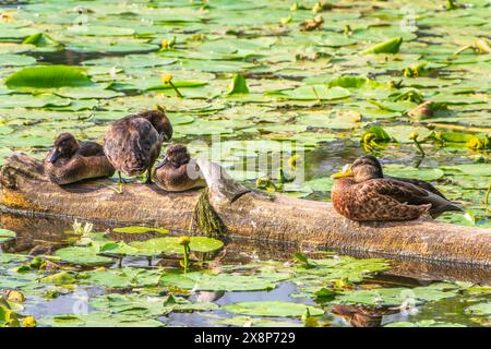 Eine Gruppe von getufteten Enten und Stockenten in freier Wildbahn. Getuftete Ente, Pochard, Aythya Fuligula im Teich. Stockfoto