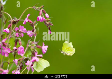 Schwefel Gonepteryx rhamni, erwachsener Mann fliegt, um sich von Red campion Silene dioica zu ernähren, Blumen, Suffolk, England, Mai Stockfoto